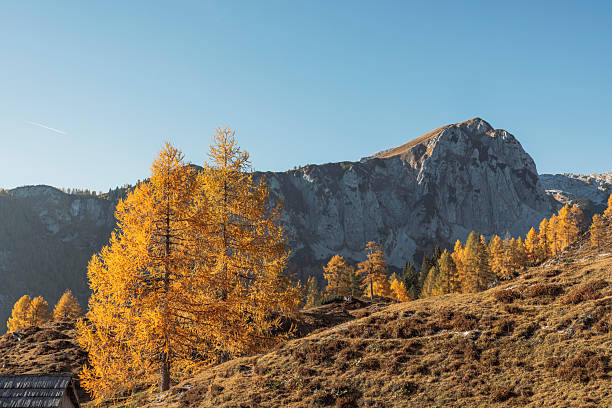 A scenic view of autumn in the mountains, featuring vibrant yellow larch trees against a backdrop of rocky peaks and clear blue skies.