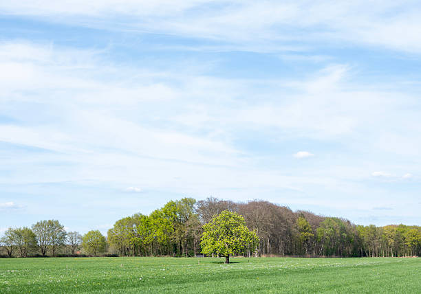 forest shows early spring colors near meadow with chestnut tree in the netherlands under blue sky near utrecht in holland