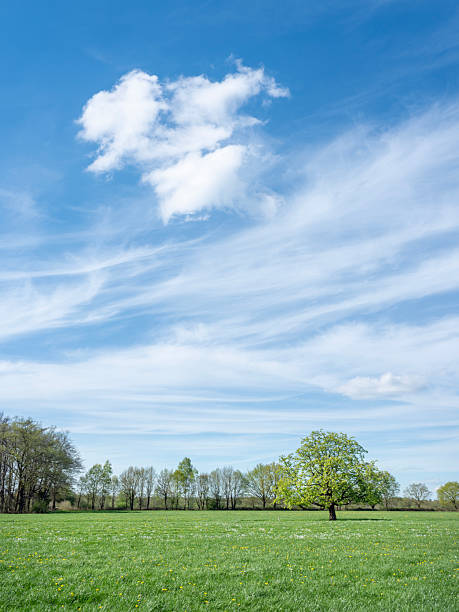 Cloudy skies above extensive lawns with a forest in the Netherlands as a background picture