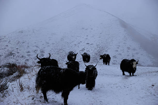 istock Tibet yaks in snow winter high altitude mountains 2210519939