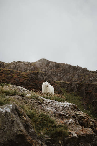 Single white sheep standing on a Rocky Hill