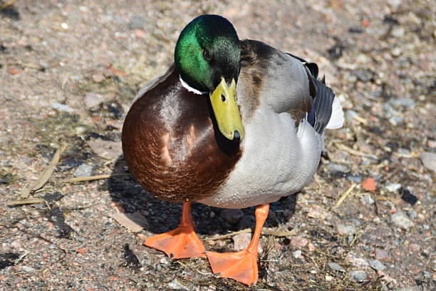 istock Near A Male Mallard 2210521148