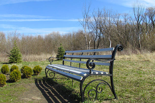 Empty metal bench set in a peaceful woodland area with clear blue skies. Surrounding trees and shrubs create a tranquil and inviting outdoor environment perfect for relaxation.