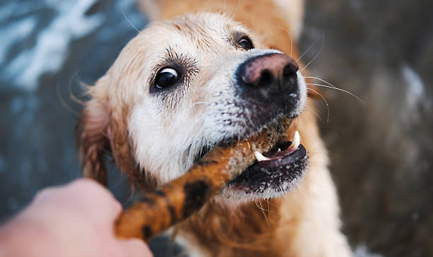 istock Adorable Golden Retriever On A Sandy Beach 2210522208