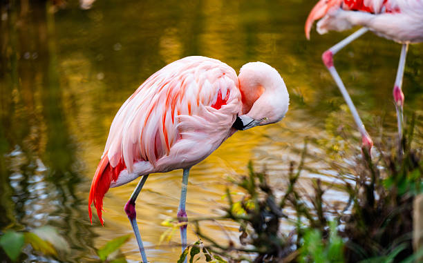 istock Pink Flamingo Birds In Water 2210523746