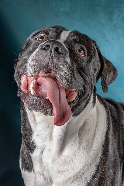 istock Dog portraits 2210524023