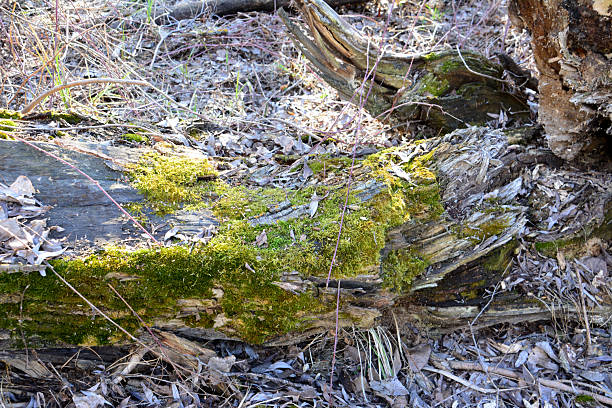 istock Close-up of moss growing on a fallen tree trunk 2210524101