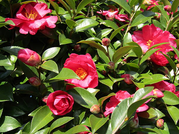 istock Camellias that bloom beautiful red flowers in winter 2210525733