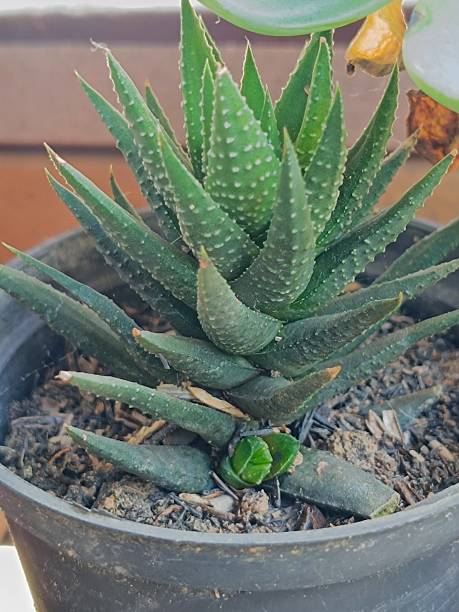 istock A mini houseplant grown in a mini pot 2210525997