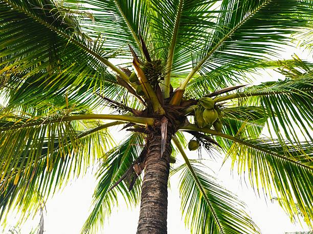 Medium close up of a coconut tree bearing fruit with white sky background