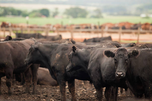 istock Herd of farm cattle cows black Angus. From the ground normal regular angle. 2210528838
