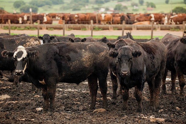 istock Herd of farm cattle cows black Angus. From the ground normal regular angle. 2210528889