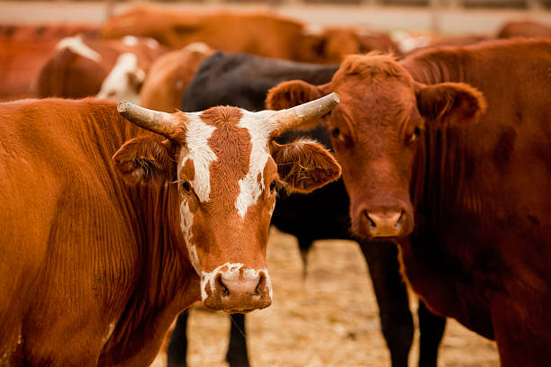 istock Herd of farm cattle cows black Angus. From the ground normal regular angle. 2210528944
