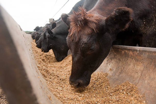 istock Herd of farm cattle cows black Angus. From the ground normal regular angle. 2210529043