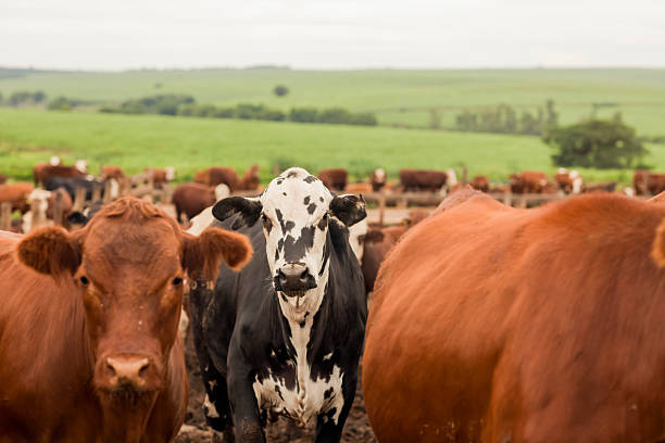 istock Herd of farm cattle cows black Angus. From the ground normal regular angle. 2210529074