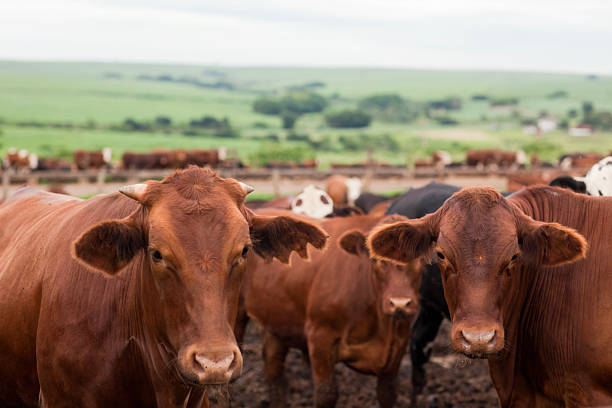 istock Herd of farm cattle cows black Angus. From the ground normal regular angle. 2210529075
