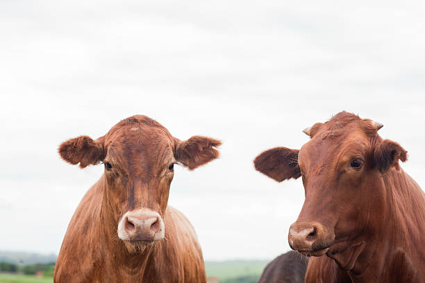 istock Herd of farm cattle cows black Angus. From the ground normal regular angle. 2210529076