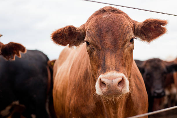 istock Herd of farm cattle cows black Angus. From the ground normal regular angle. 2210529255
