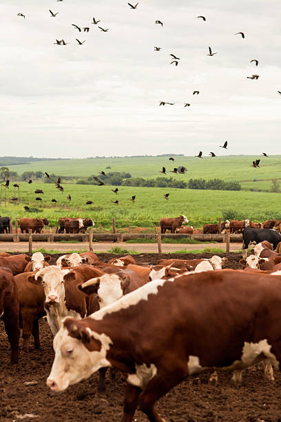 istock Herd of farm cattle cows black Angus. From the ground normal regular angle. 2210529256
