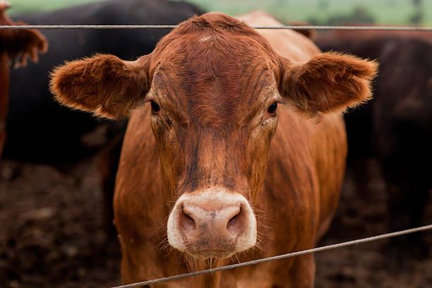 istock Herd of farm cattle cows black Angus. From the ground normal regular angle. 2210529258