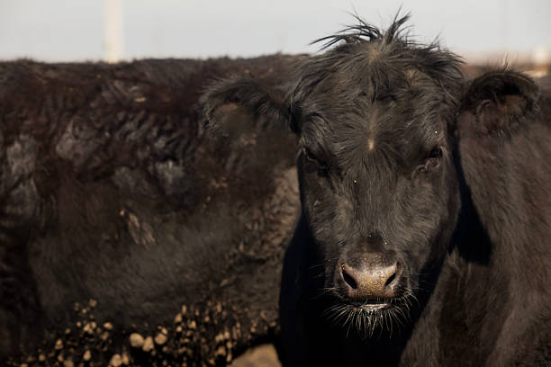 istock Herd of farm cattle cows black Angus. From the ground normal regular angle. 2210529383