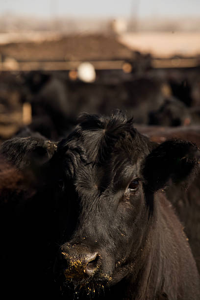 istock Herd of farm cattle cows black Angus. From the ground normal regular angle. 2210529384