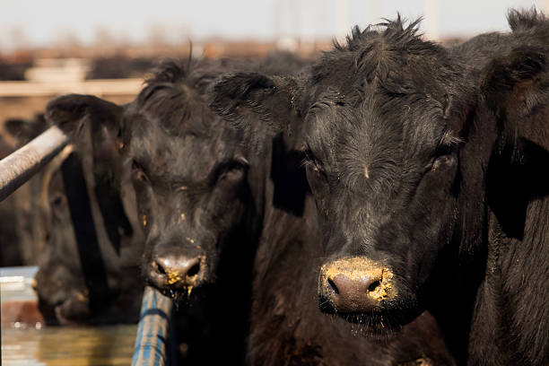 istock Herd of farm cattle cows black Angus. From the ground normal regular angle. 2210529420