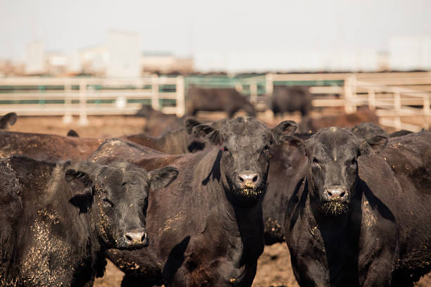 Herd of farm cattle cows black Angus. From the ground normal regular angle.