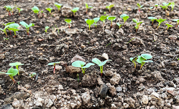 Fresh soil nurtures young green seedlings sprouting of radish or beetroot with new growth, close-up view captures early development stages in garden setting, plant vitality, gardening, healthy eating