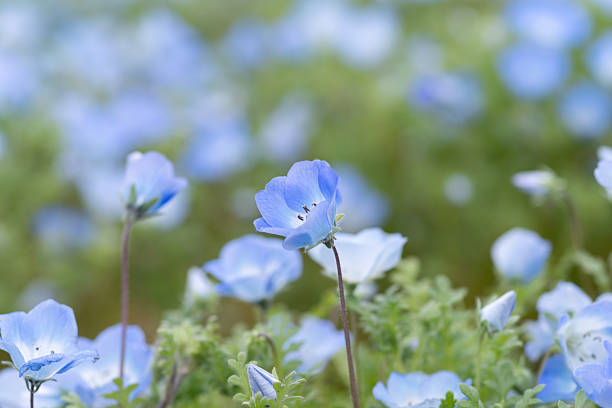 istock Beautiful Nemophila in bloom 2210531435