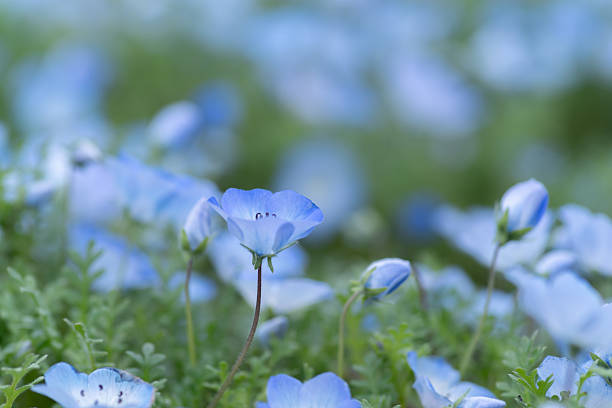 istock Beautiful Nemophila in bloom 2210531462