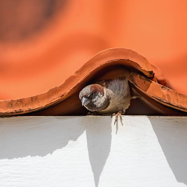 House sparrow nesting under the house roof. (Passer domesticus)