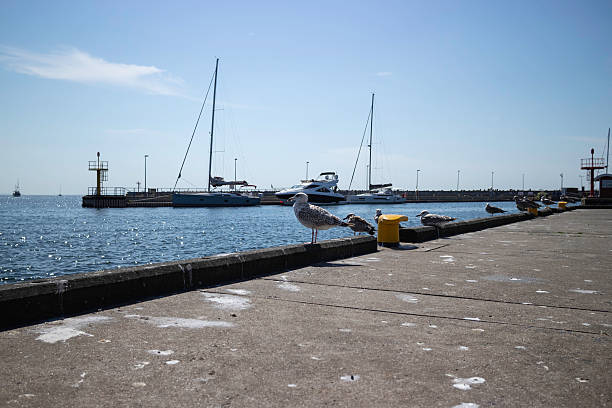 A group of seagulls are perched on a pier near a marina. The pier is lined with yellow posts and the water is calm. The scene is peaceful and serene, with the birds enjoying the view of the boats