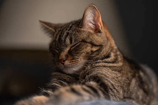 istock Home cat relaxing indoors, copy space selective focus close  up, isolated subject 2210533795