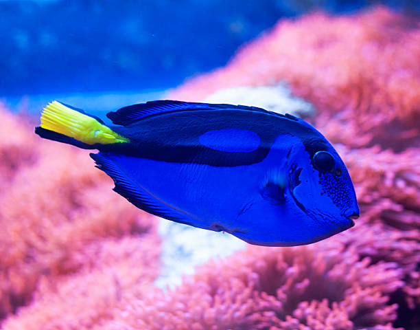 istock Powder blue tang navigating colorful coral reef habitat, highlighting marine ecosystem's intricate beauty and vibrant underwater interactions 2210534444