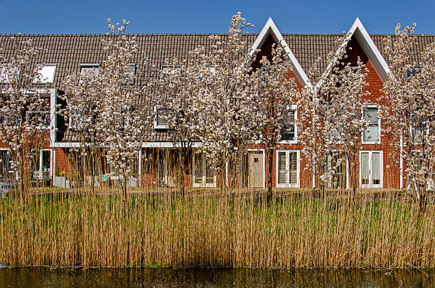 Vleuten, The Netherlands, April 12, 2025: view across a canal lined with reeds and blossoming trees towards a row of modern townhouses