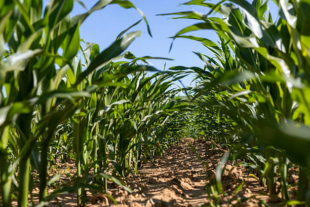 istock corn field with green unripe corn at the beginning of spring corn blooming, clear sunny weather without clouds in a field 2210535233