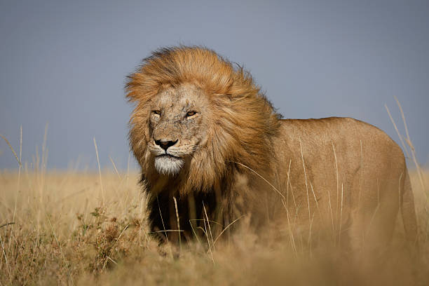 istock Lions of Africa 2210537023