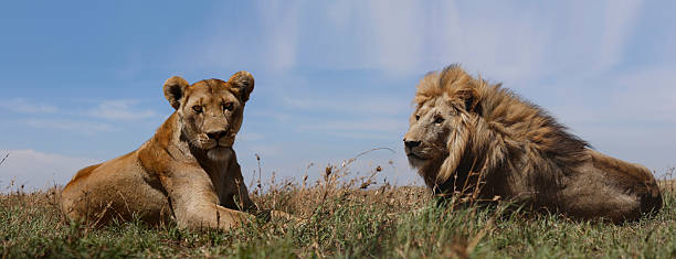 Lions photographed in various National Parks in Africa, Kenya and Tanzania