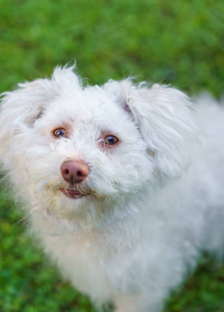 istock A Bichon Bolognese dog sitting on the grass and looking up. 2210537305