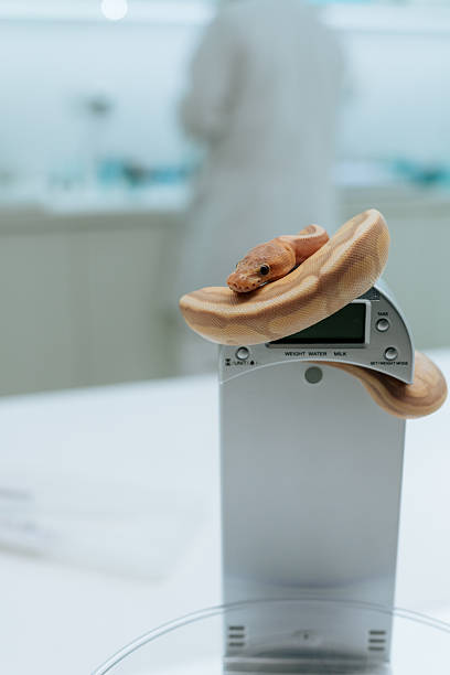 Snake climbed onto the scale and is resting there, waiting for further treatment, in background doctor prepares medication Professional treatment of exotic animals in luxurious clinic. Taking care and treatment of animals or exotic animals, specialized care and medical attention to ensure their well-being and health. blood python pics stock pictures, royalty-free photos & images