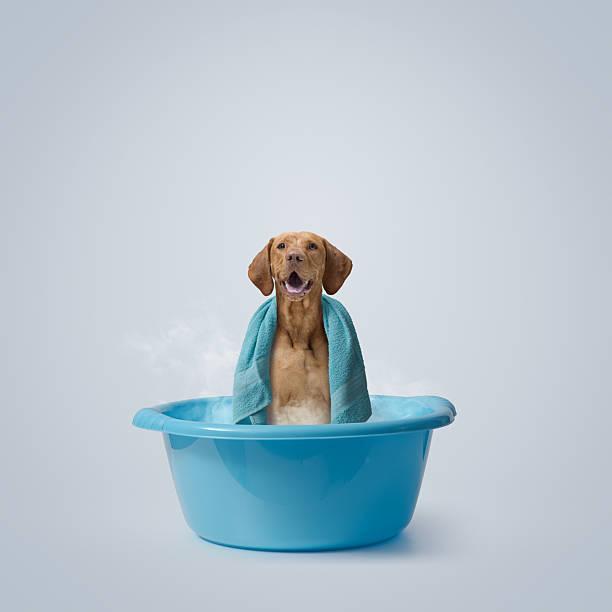 istock Happy dog having a hot bath 2210538812