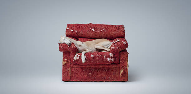 Lovely Galgo Spanish Greyhound sleeping on a ripped armchair, pet lifestyle concept