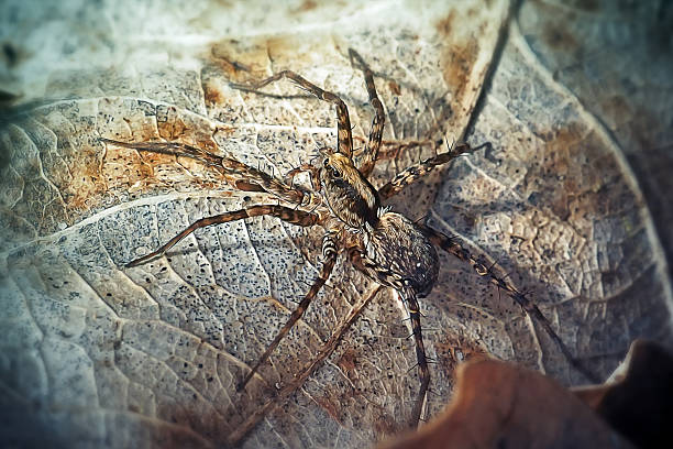 Pardosa Lugubris Lycosidae Wolf Spider. Digitally Enhanced Photograph.