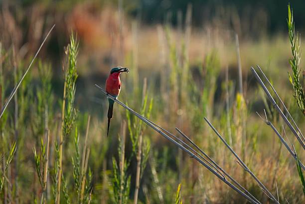Red bird holding an insect in its beak. Golden hour sunlight. Caprivi floodplains, Cuando river, Namibia.
