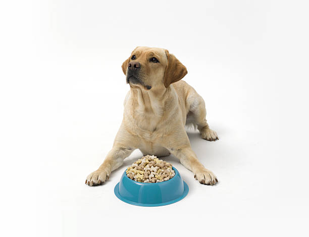 istock Portrait of Labrador Retriever standing on white background 2210539155