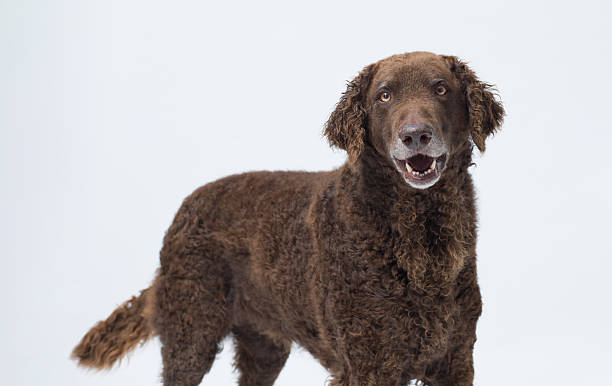 istock Happy dog smiling at camera 2210539649