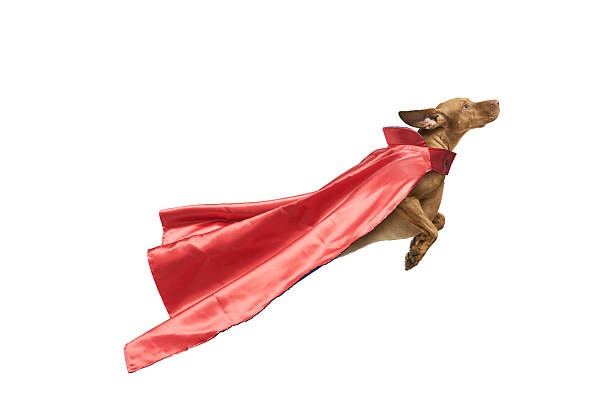 Superdog Vizsla in red superhero cape  flying isolated on white background
