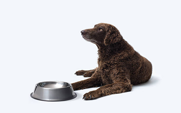istock Hungry large dog waiting for food 2210540486