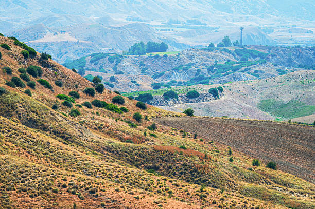 A single tree stands within a patchwork of sunlit fields near Mineo, Sicily. The late afternoon light enhances the textures and colors of the rolling agricultural landscape in the heart of the Sicilian countryside.